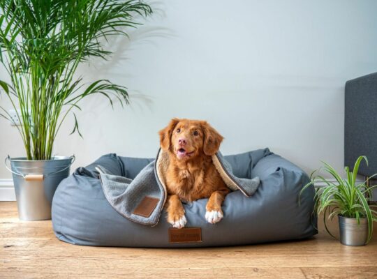 Best Dog Toys And Accessories in 2025