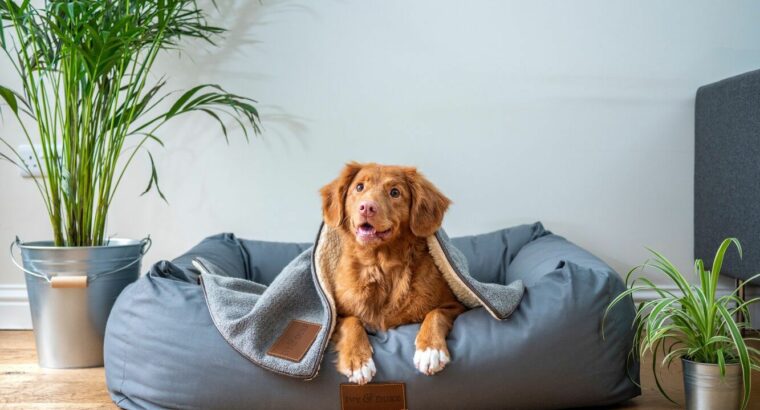 Best Dog Toys And Accessories in 2025